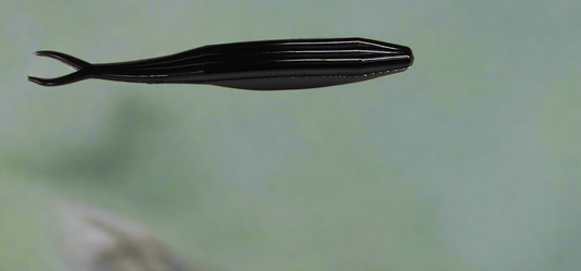 5" Fish Monger Fluke 6 Pack